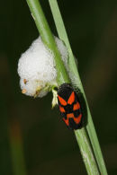 06-5690 Frog Hopper (Cercopis vulnerata) with Nymphs and Protective Foam.